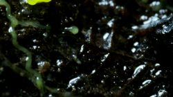 Fungi And Slime Mold Timelapse